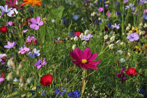 un parterre de fleurs sauvages et de cosmos